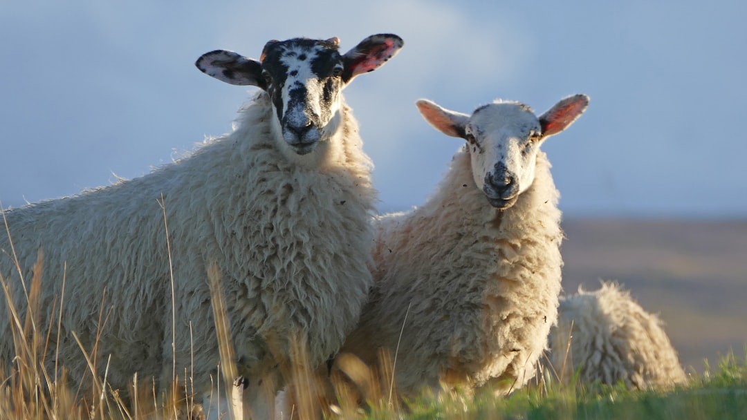 Sheep